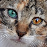 Кошки c разным цветом глаз