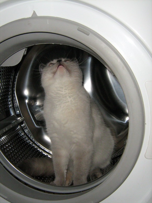 Не закрывайте кошек в стиральных машинах