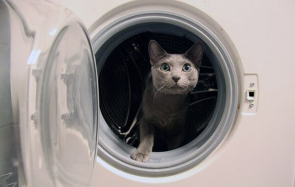 Не закрывайте кошек в стиральных машинах