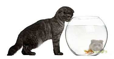 А так ли полезна кошкам рыба?