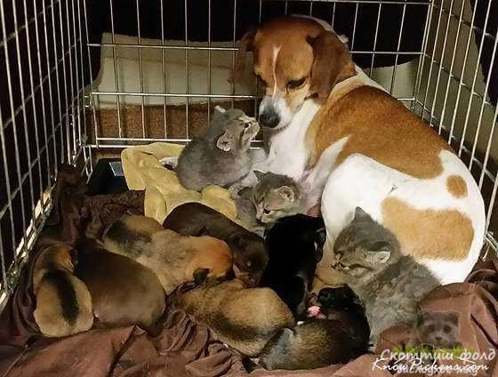 Спасённые котята нашли необыкновенную маму