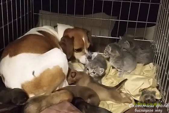 Мэри спит с котятами, переносит их обратно в лежанку, если они отползут подальше от неё.