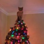 Новогодняя елка против кошки: как выстоять в нелегком бою?