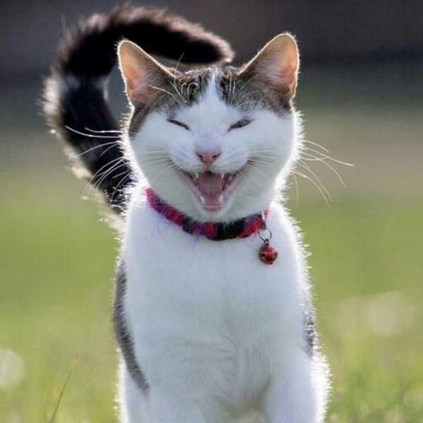 Смешные коты, которые поднимают настроение # 105