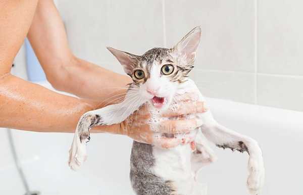 Как помыть кошку быстро и относительно безопасно - план действий