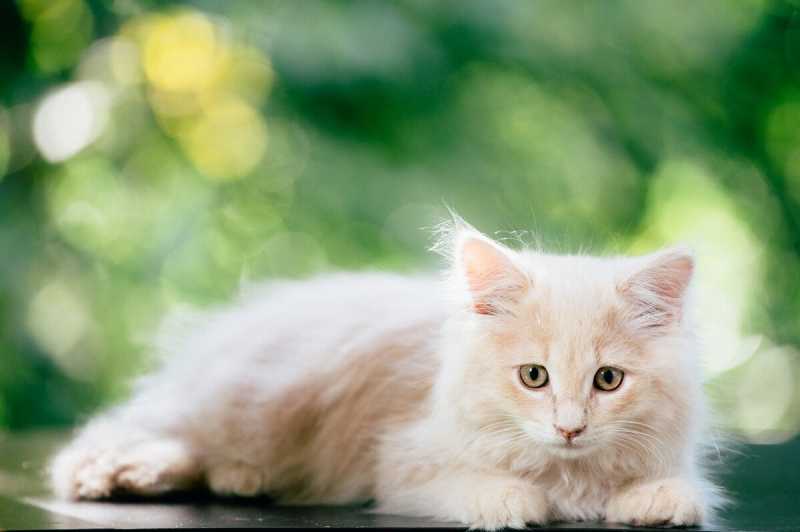 Гипоаллергенные кошки: полный список пород
