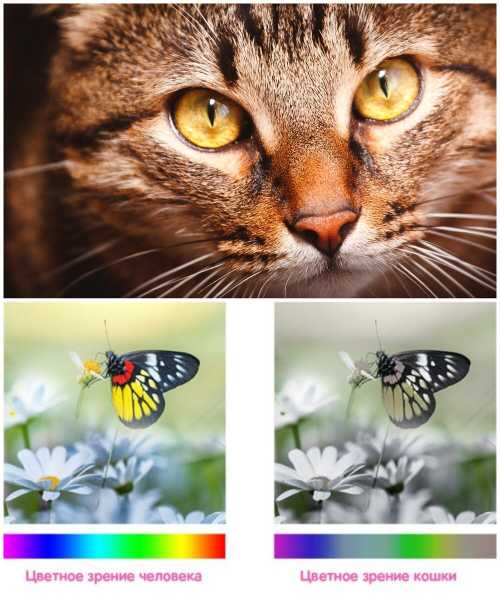сколько цветов различают кошки