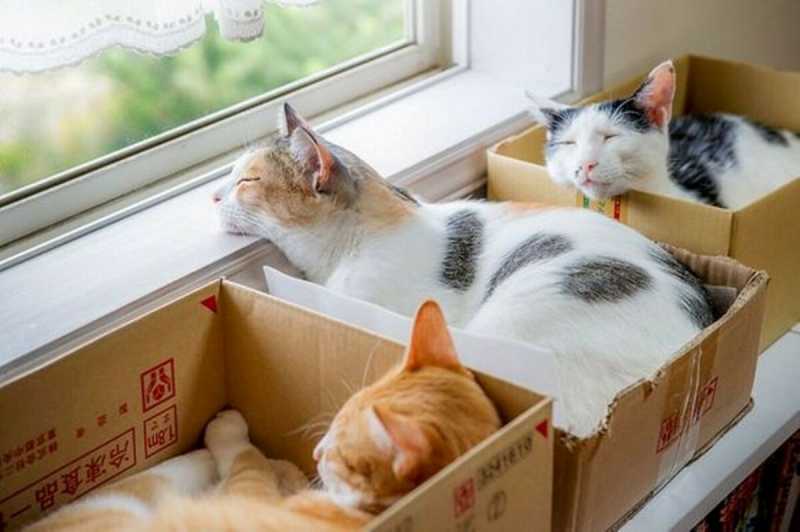Почему кошки любят коробки? 7 основных причин