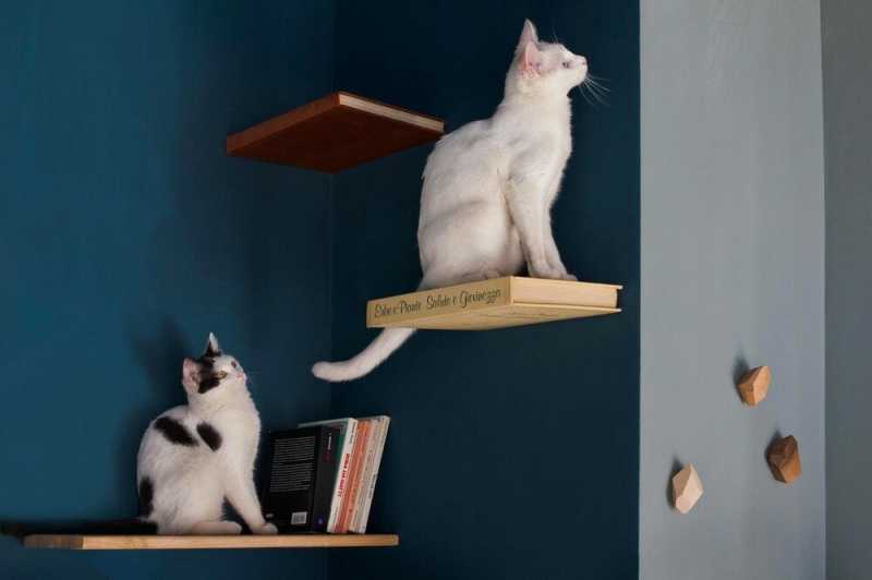 Почему кошки стараются забраться повыше?
