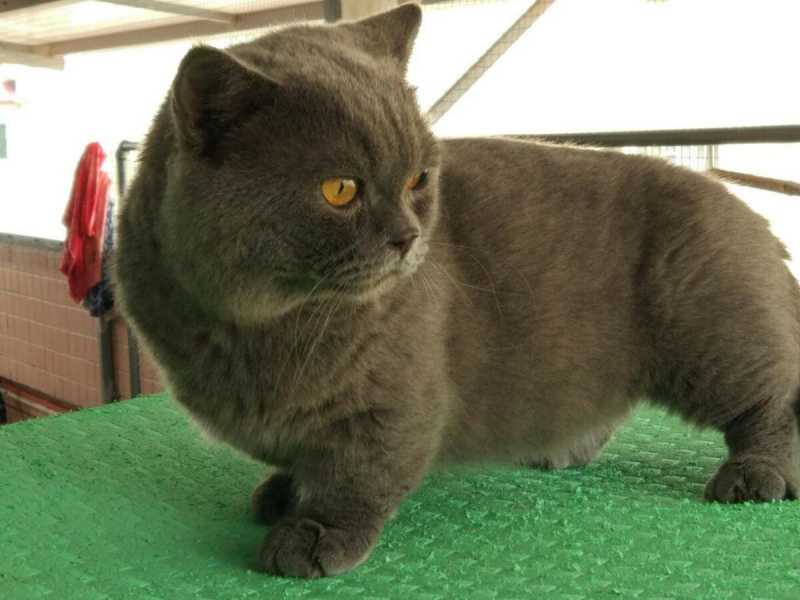 Кошки с короткими лапами: 12 пород котогномов