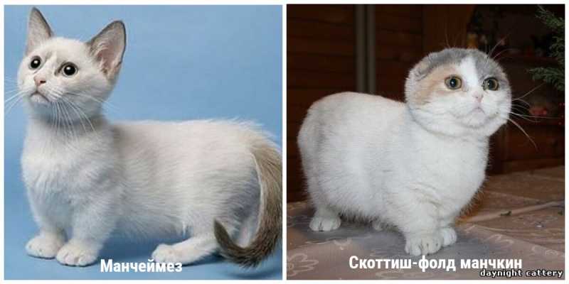 Кошки с короткими лапами: 12 пород котогномов