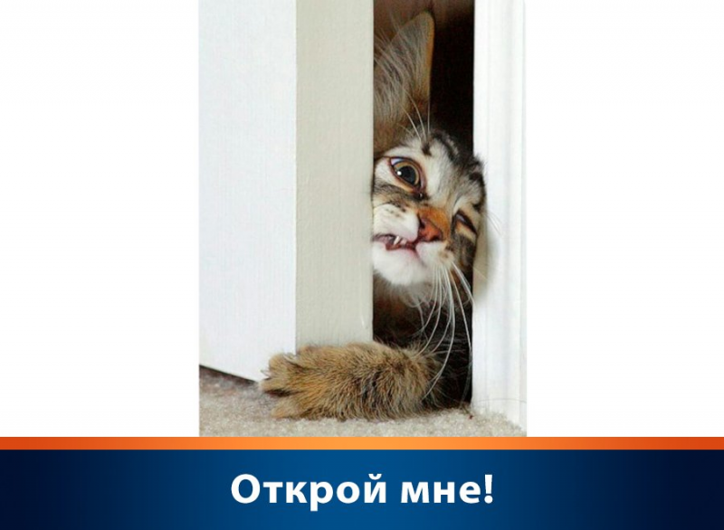 Почему кошки ненавидят закрытые двери?
