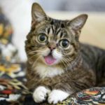 Почему у кошки на фотографии постоянно высунут язык?
