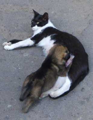 Настоящая мать - бездомная кошка Ника выкормила брошенного щенка