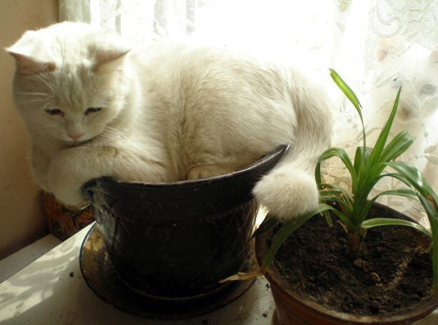 Котоприколы - 8: Котики-огородники. Как наши кошки помогают сажать рассаду и комнатные цветы