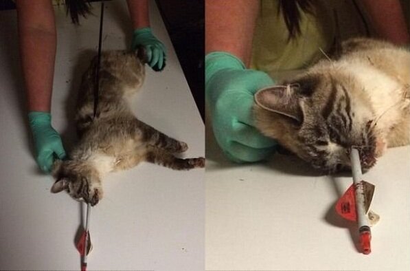 Кота прошило насквозь стрелой, но ветеринары сделали невозможное и спасли питомцу жизнь