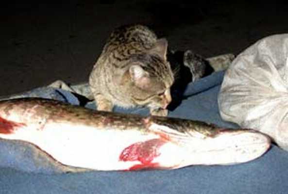 Этот кот ловил не мышей, а браконьеров - история кота-милиционера Русика