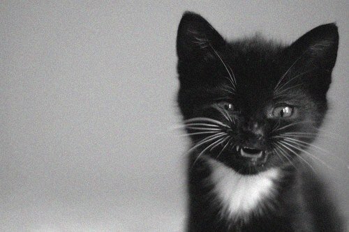 Смешные коты, которые поднимают настроение #138