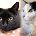 Девушка спасла двух кошек, которым ветеринары не давали шансов на жизь - счастливая история Коровушки и Булочки