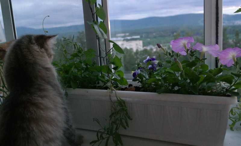 Котоприколы - 8: Котики-огородники. Как наши кошки помогают сажать рассаду и комнатные цветы