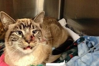 Кота прошило насквозь стрелой, но ветеринары сделали невозможное и спасли питомцу жизнь
