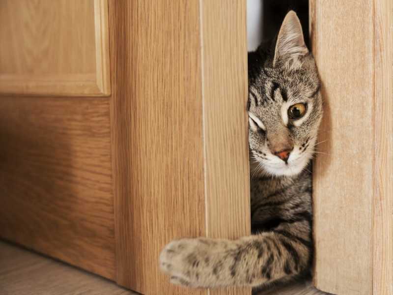 Какие опасности подстерегают кошку дома? Мнение ветеринаров