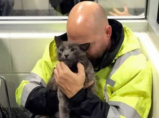 Дальнобойщик потерял любимого кота во время рейса. Думал, что навсегда, но вмешался счастливый случай