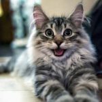 Смешные коты, которые поднимают настроение #139