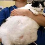 Какой кот был самым толстым в мире и как он изменил правила Книги рекордов Гиннеса?