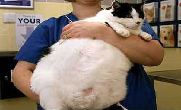 Какой кот был самым толстым в мире и как он изменил правила Книги рекордов Гиннеса?