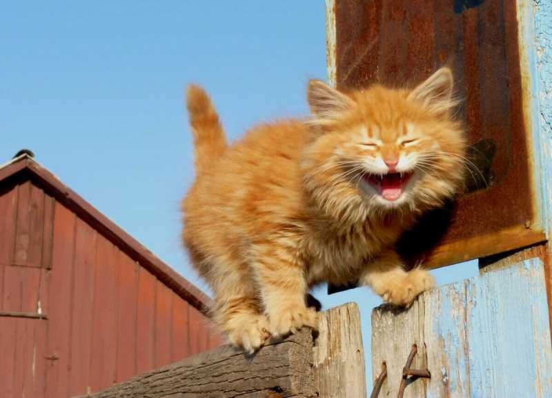 Смешные коты, которые поднимают настроение #146