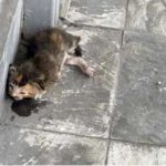 Девушка обнаружила рядом с офисом крошечного умирающего котенка - он стал первым в ее жизни питомцем