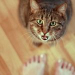 Пушистые манипуляторы или зачем кошки мяукают?