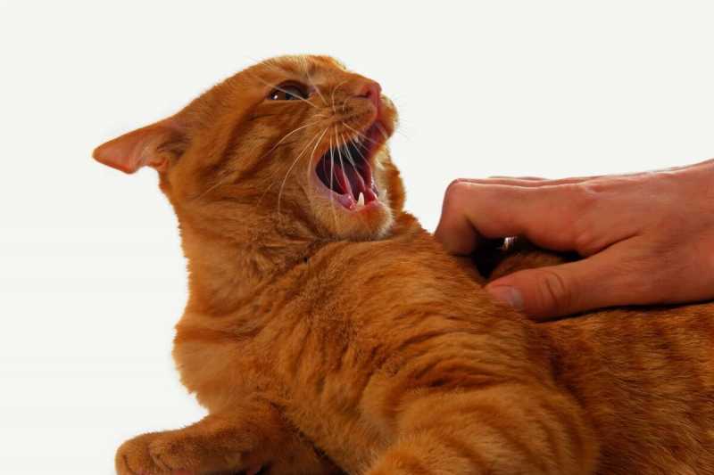 Ваш кот тайно ненавидит Вас? 7 причин немилости пушистика