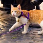 ТОП-10 самых нелепых законов о кошках