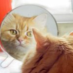 Может ли кошка узнать себя в зеркале?