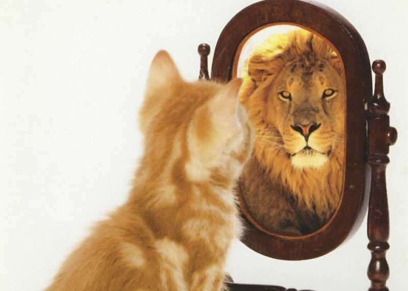 Может ли кошка узнать себя в зеркале? | Скоттиш фолд вислоухое мяу