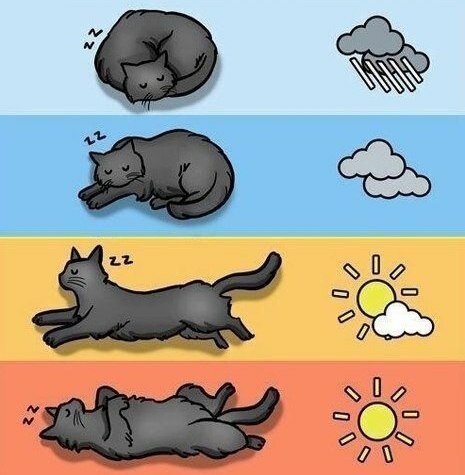 Как кошки предсказывают погоду? Приметы и научные обоснования