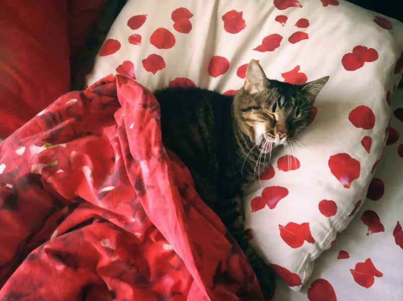 Моя кровать принадлежит коту: 7 забавных фото-доказательств