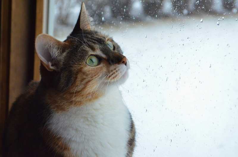 Как кошки предсказывают погоду? Приметы и научные обоснования
