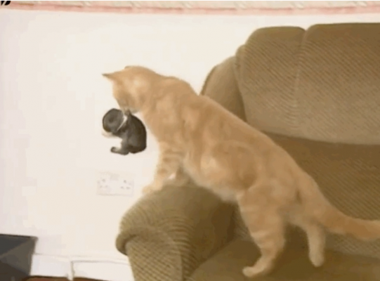 Мама-кошка нашла на диване странный пушистый комок - она не сразу поняла, что это, но решила его усыновить