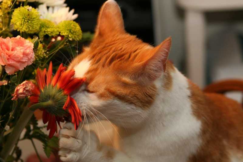 От каких домашних растений лучше избавиться, если живешь с котом?