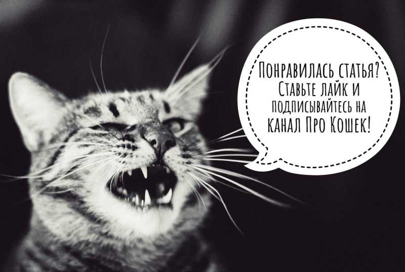 Почему у кошек шершавый язык?