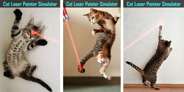 Лазерная указка для кошек: польза и вред для питомца