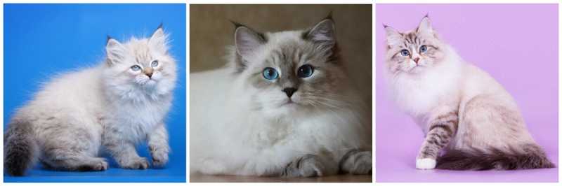Самые популярные русские породы кошек в мире: ТОП-6