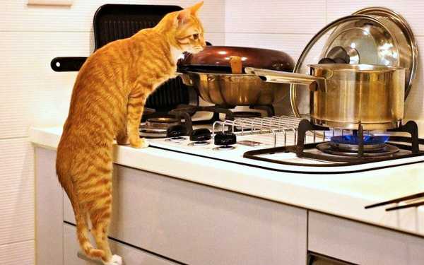 Кот без умолку орал на кухне, хозяин не выдержал, пришел туда, собираясь поддать коту мокрой тряпкой - хорошо, что пришел