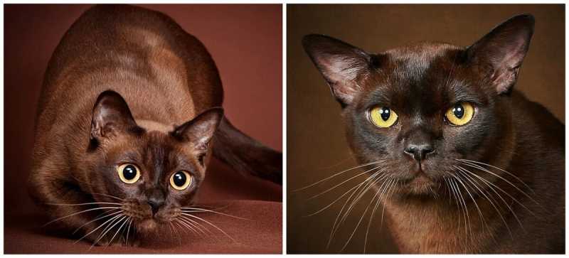 Кошки-долгожители: 5 пород, которые рядом надолго