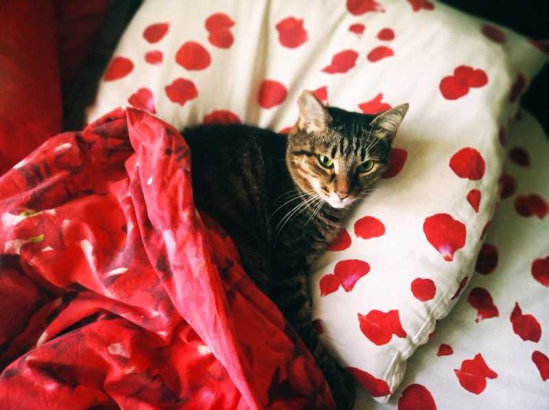 Моя кровать принадлежит коту: 7 забавных фото-доказательств