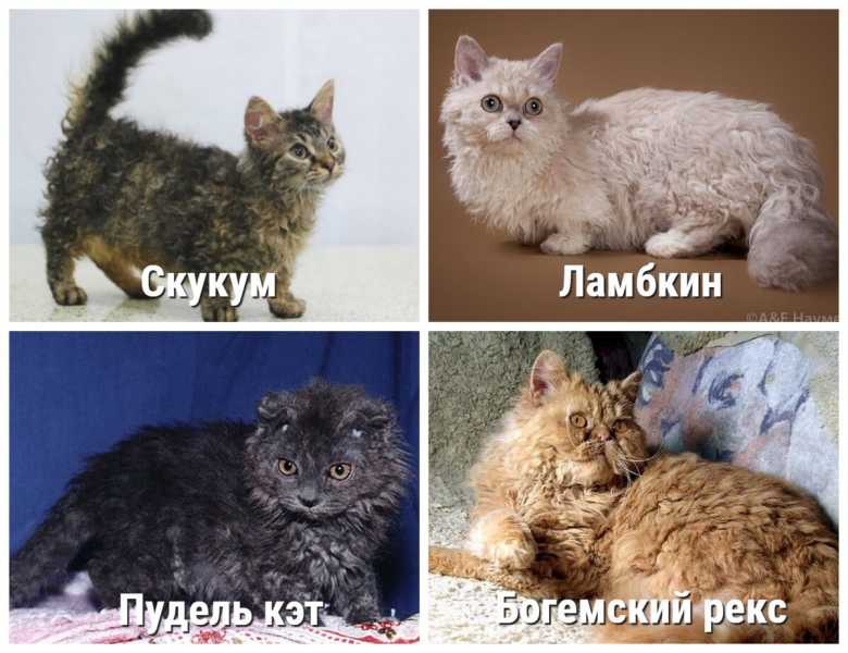 ТОП-6 пород кудрявых кошек