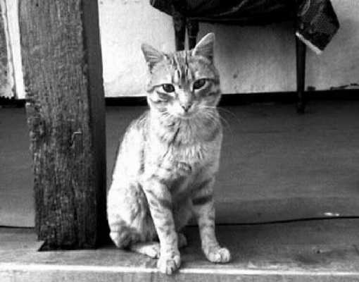 Только благодаря ему и пережили войну - как рыжий кот Васька спас от голода трех женщин в блокадом Ленинграде